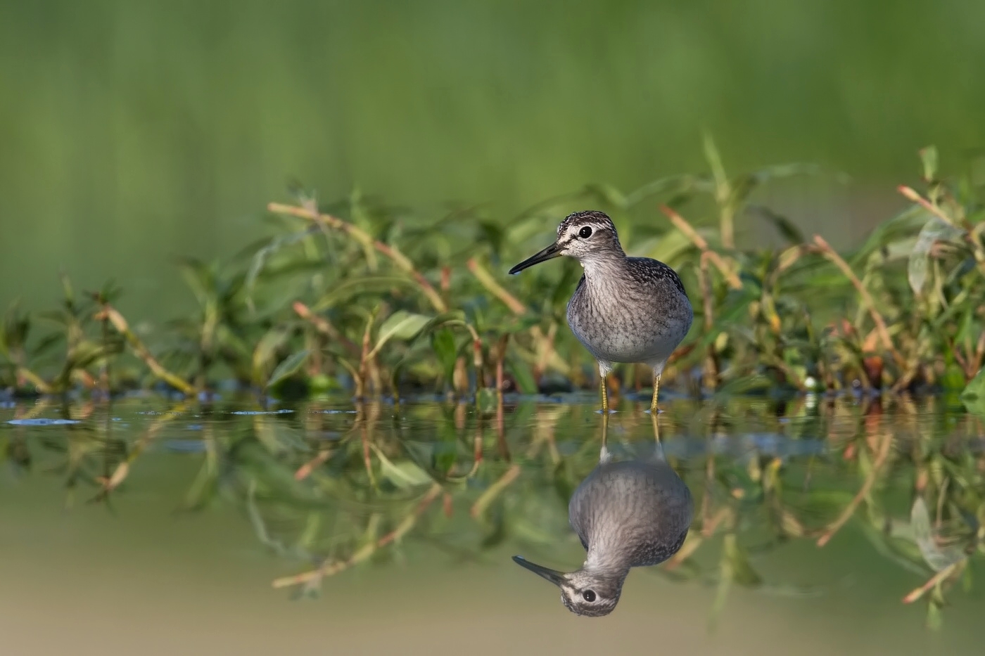 Vodouš bahenní  ( Tringa glareola )