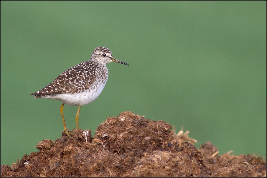 Vodouš bahenní ( Tringa glareola )