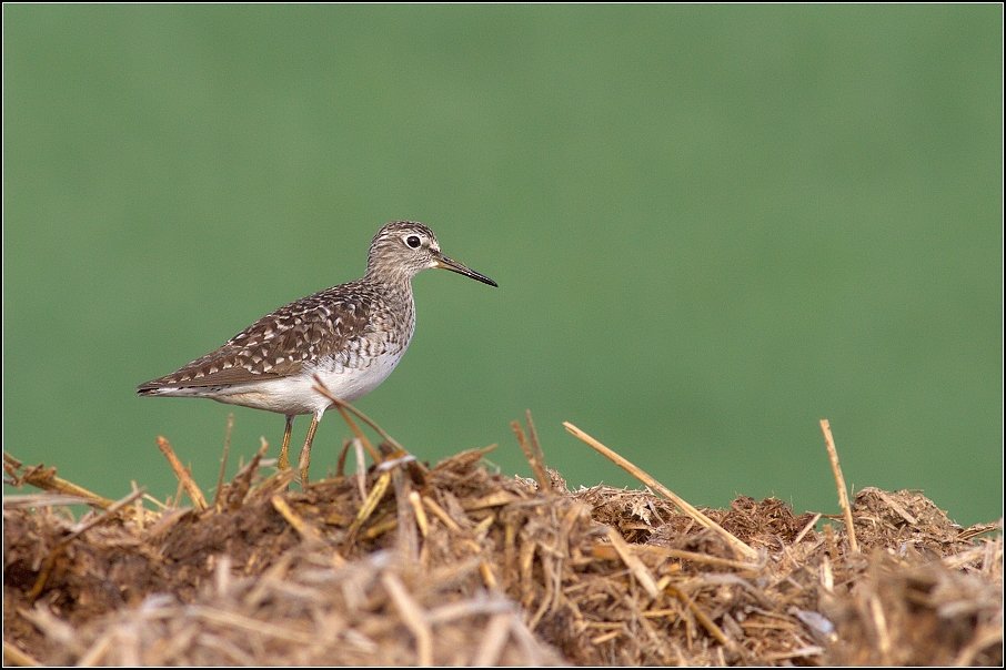 Vodouš bahenní ( Tringa glareola )