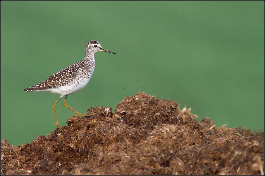 Vodouš bahenní ( Tringa glareola )