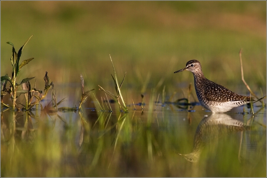 Vodouš bahenní ( Tringa glereola )