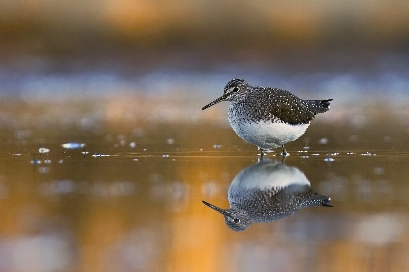 Vodouš kropenatý  ( Tringa ochropus )