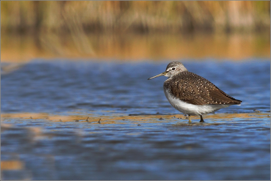 Vodouš kropenatý  ( Tringa ochropus )