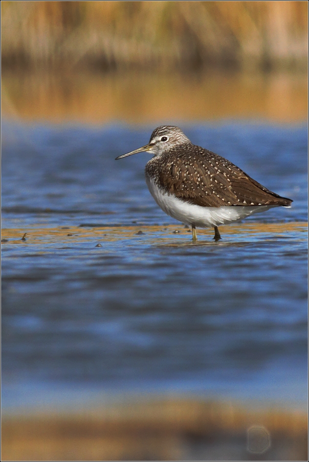 Vodouš kropenatý  ( Tringa ochropus )