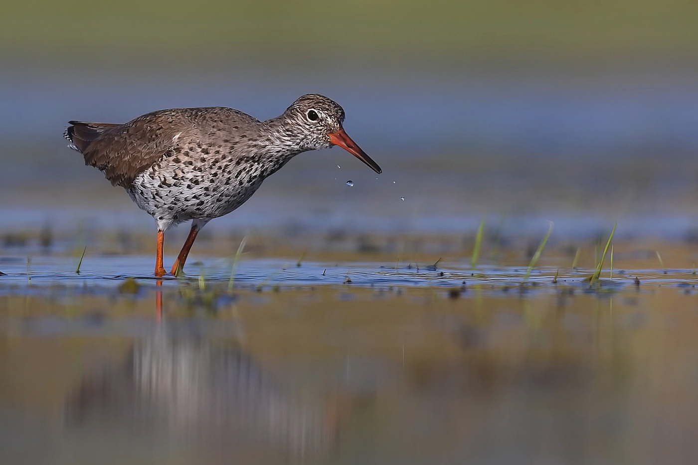Vodouš rudonohý  ( Tringa  totanus )