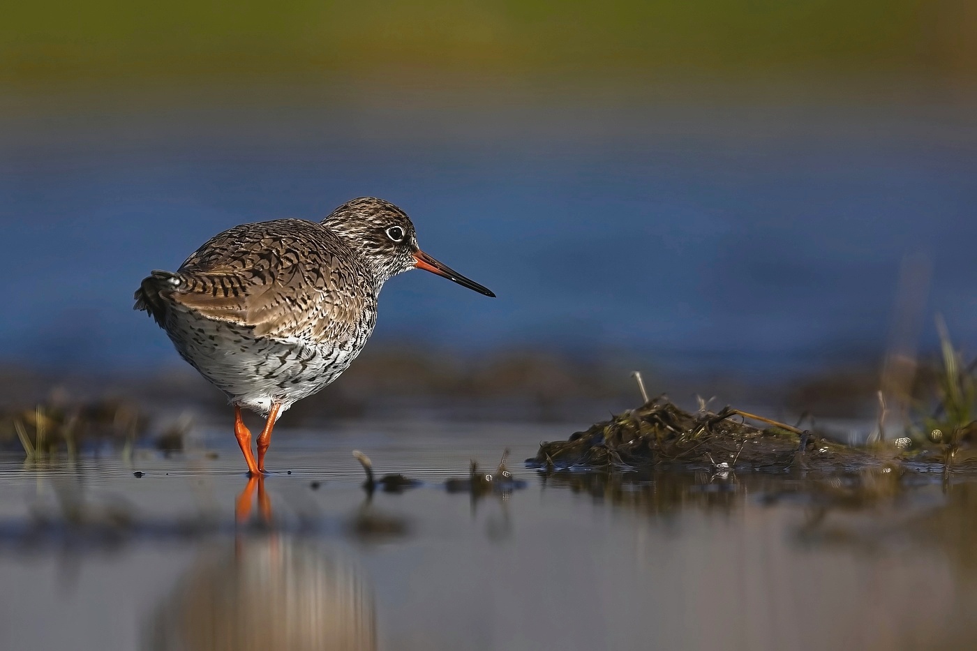 Vodouš rudonohý  ( Tringa  totanus )