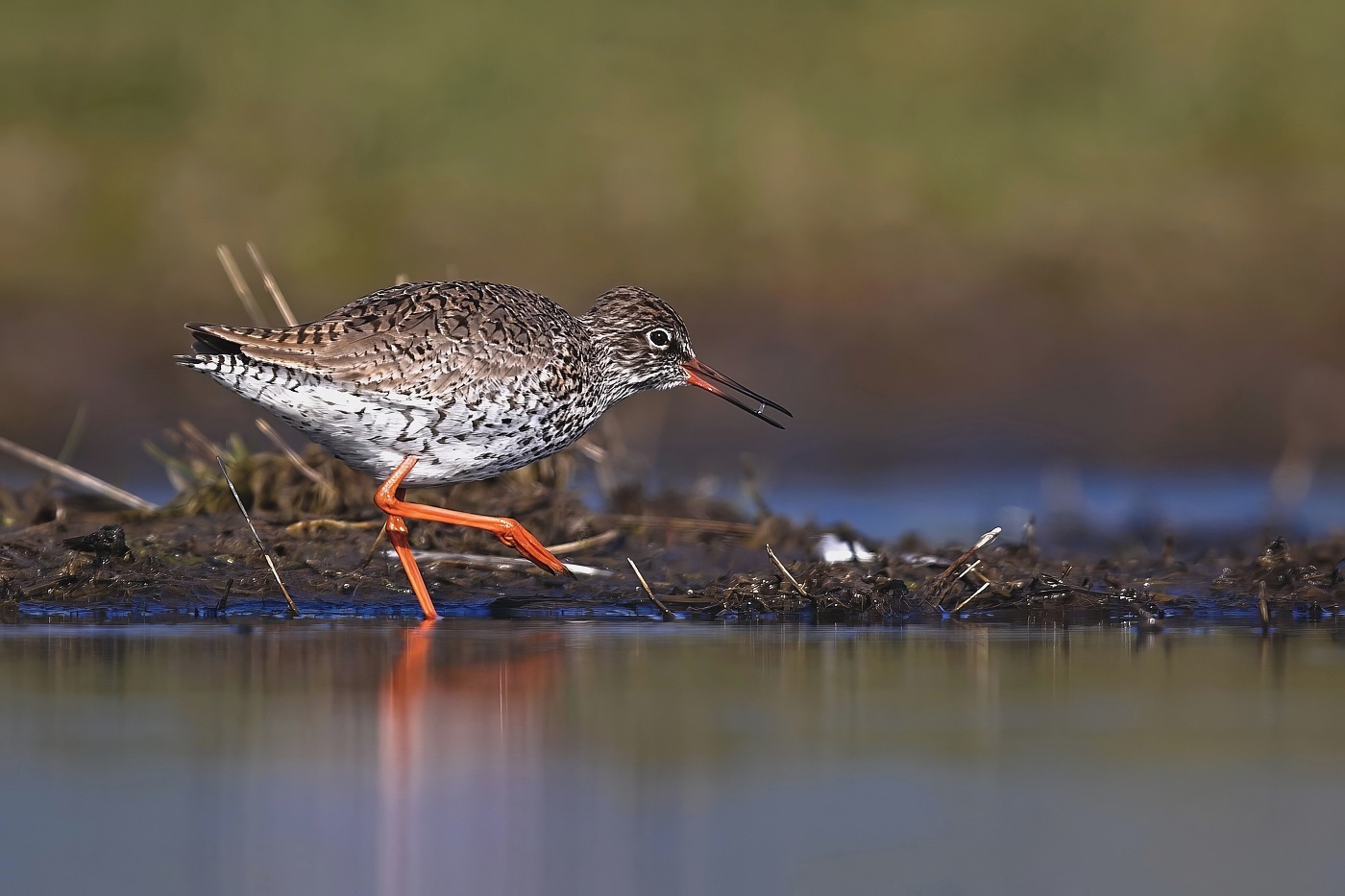 Vodouš rudonohý  ( Tringa  totanus )