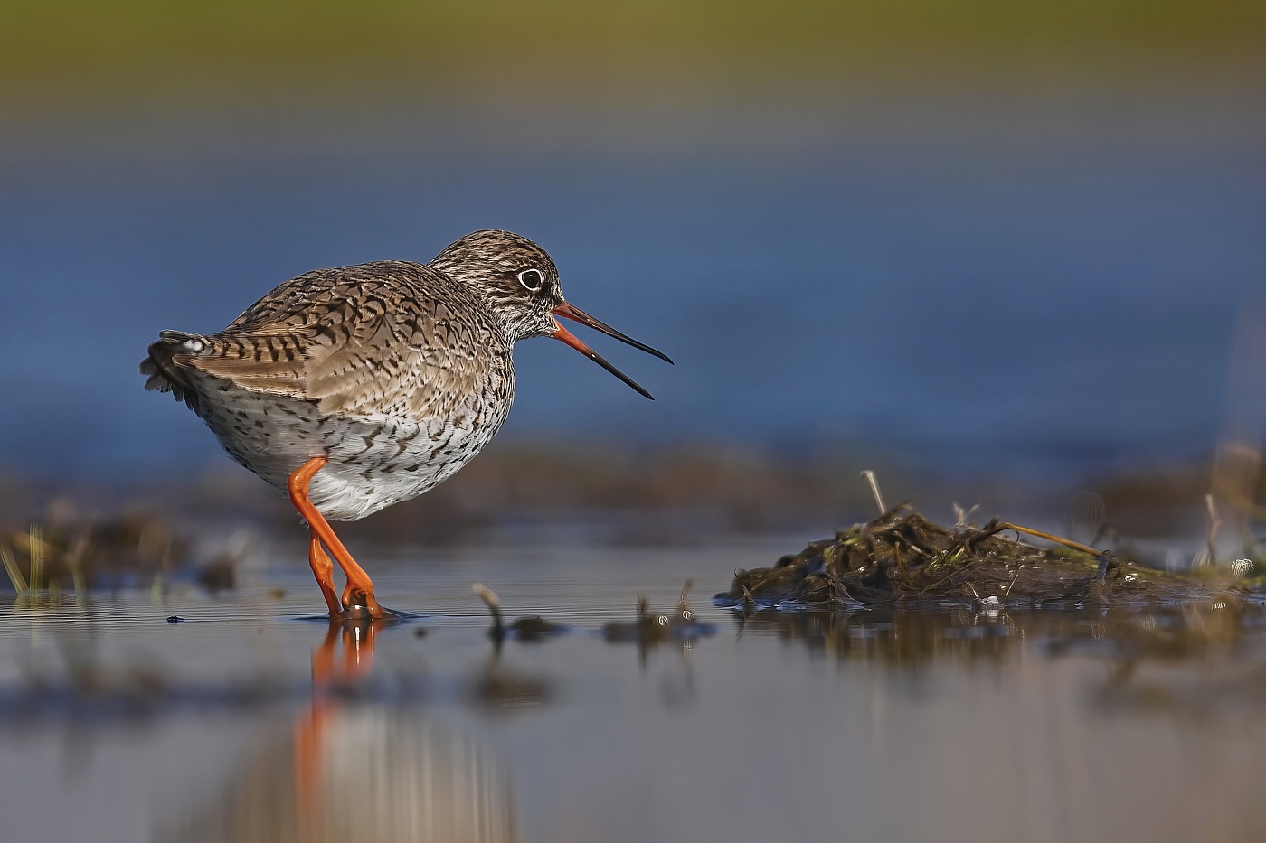 Vodouš rudonohý  ( Tringa  totanus )