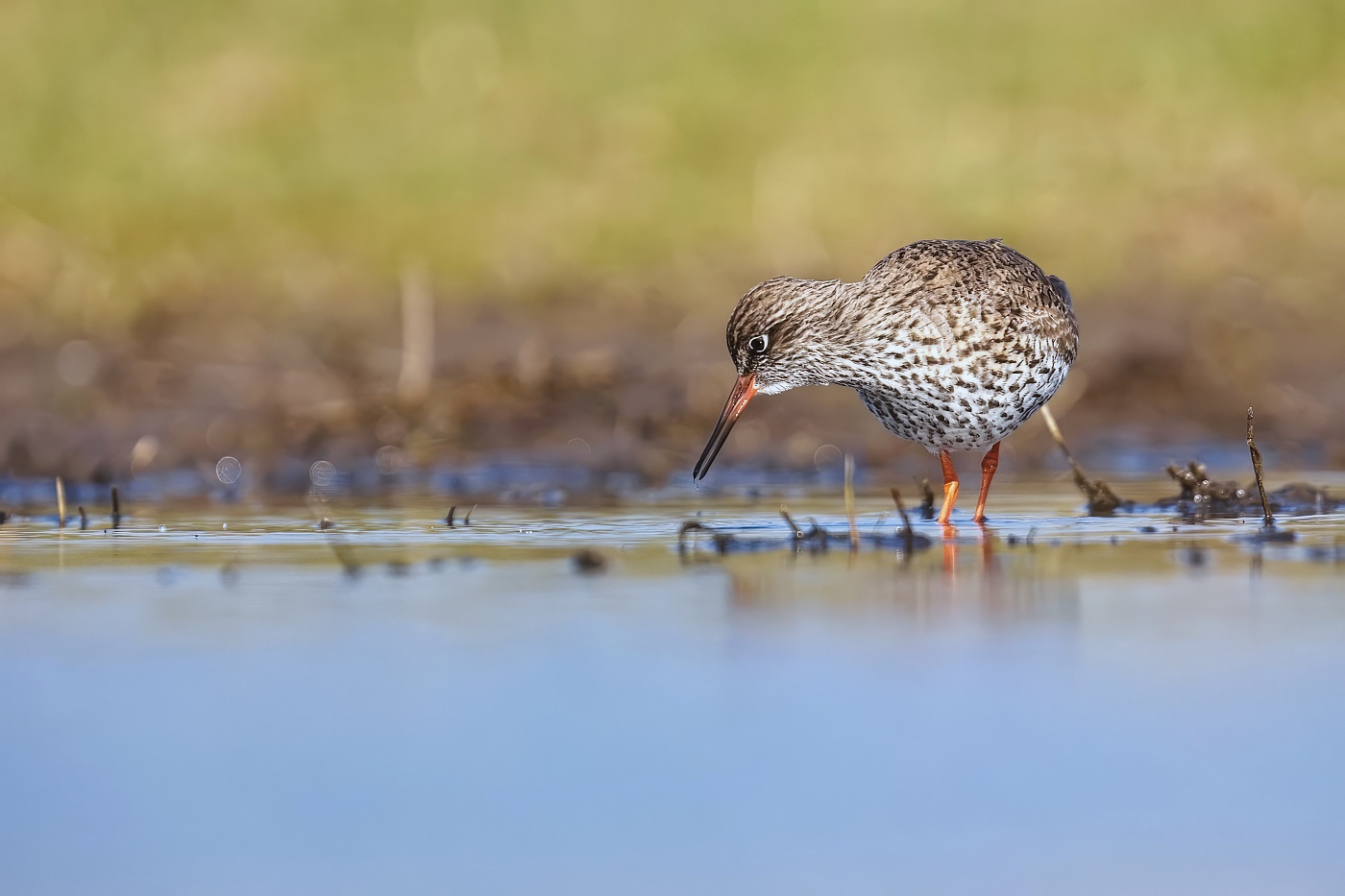 Vodouš rudonohý  ( Tringa  totanus )