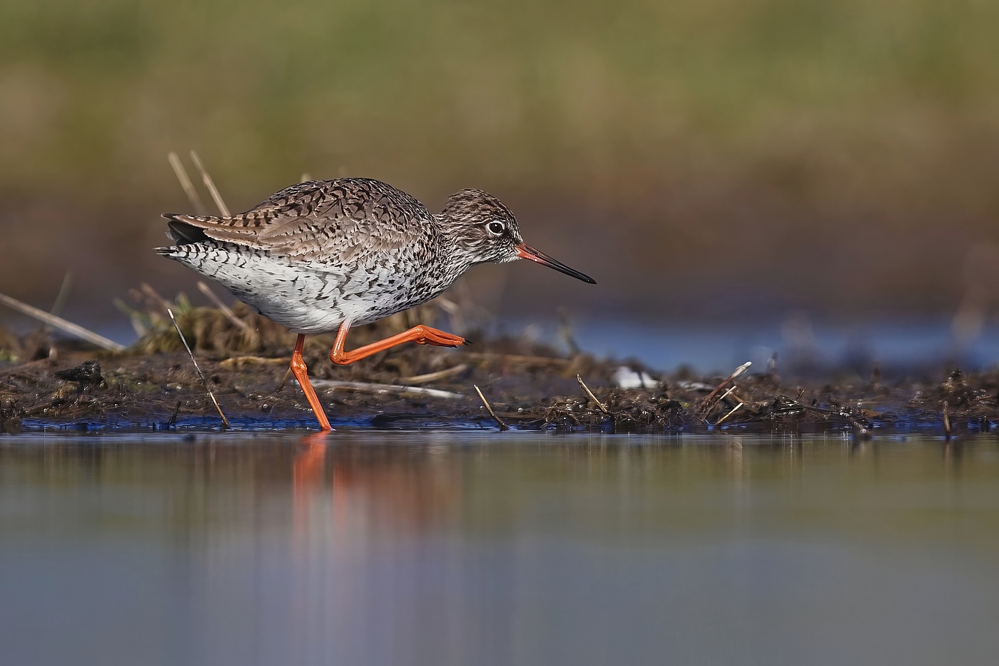 Vodouš rudonohý  ( Tringa  totanus )
