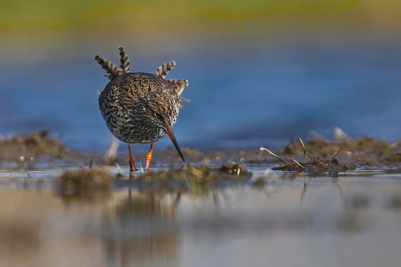 Vodouš rudonohý  ( Tringa  totanus )