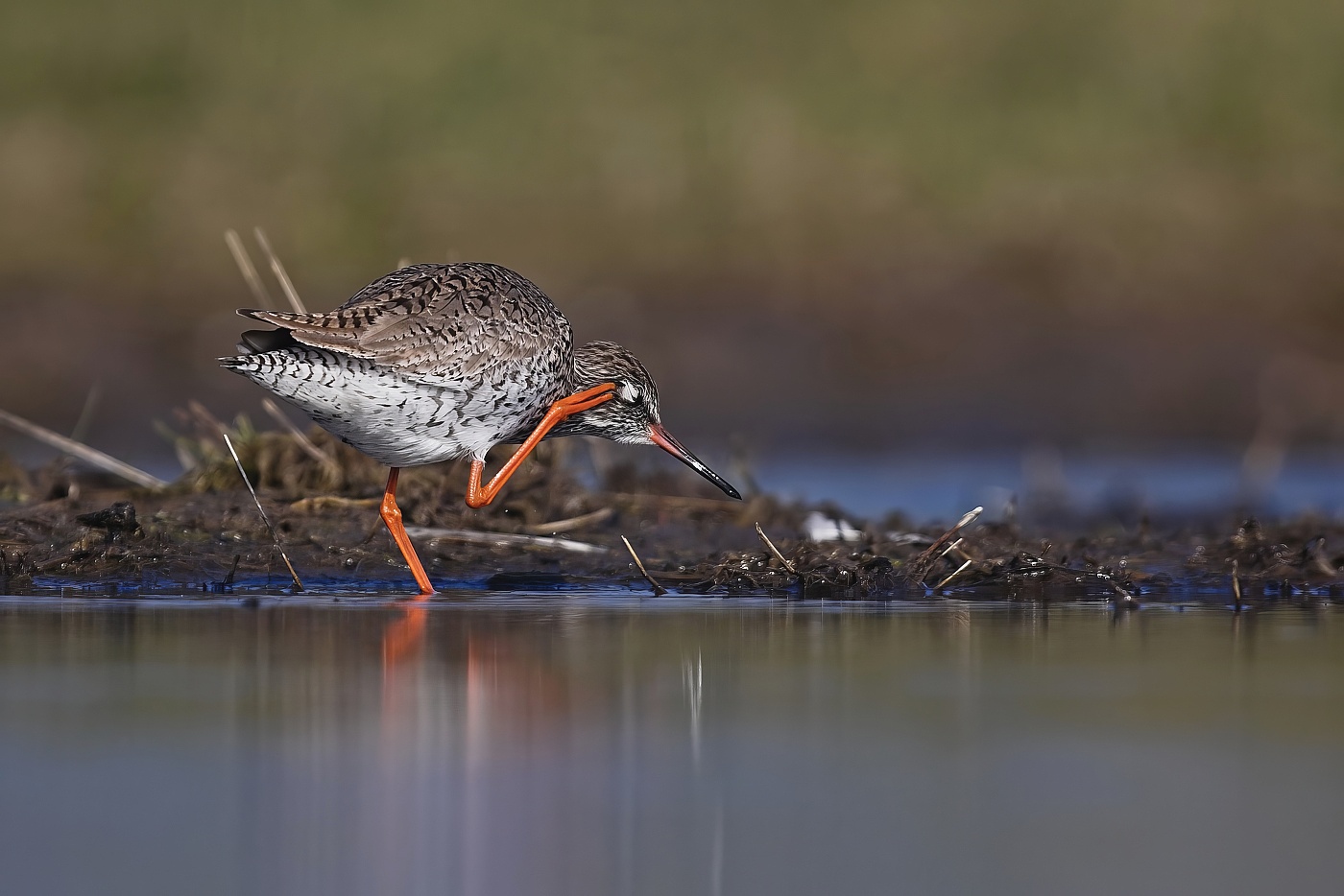 Vodouš rudonohý  ( Tringa  totanus )