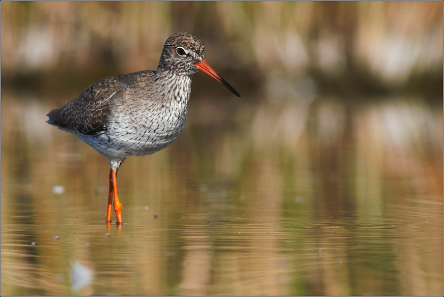 Vodouš rudonohý  ( Tringa totanus )