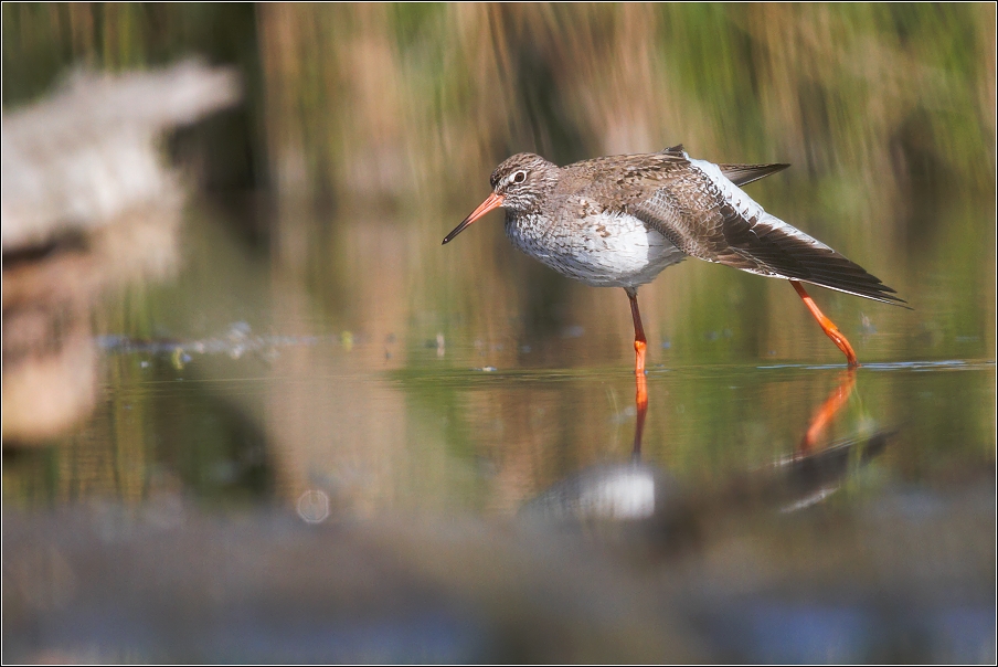 Vodouš rudonohý  ( Tringa totanus )