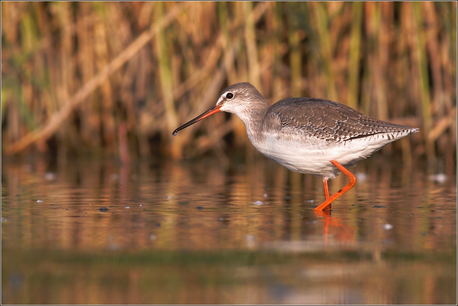 Vodouš tmavý  ( Trynga erythropus )