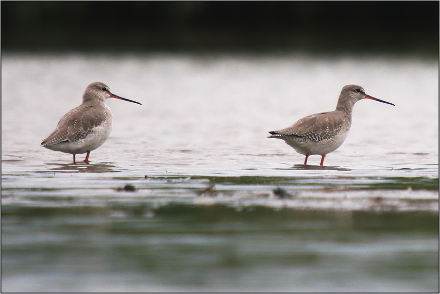 Vodouš tmavý - zimní šat