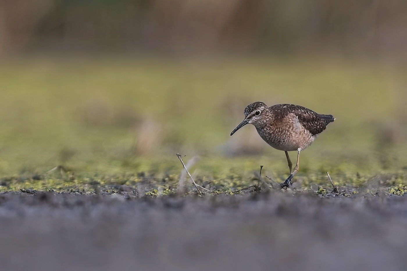 Voduš bahenní  ( Tringa glareola )