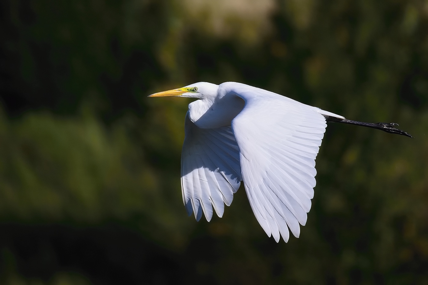 Volavka bílá  ( Egretta alba )