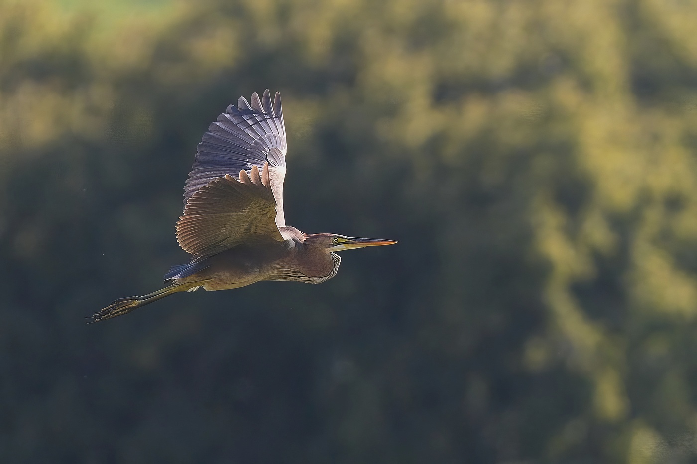 Volavka červená ( Ardea purpurea  )