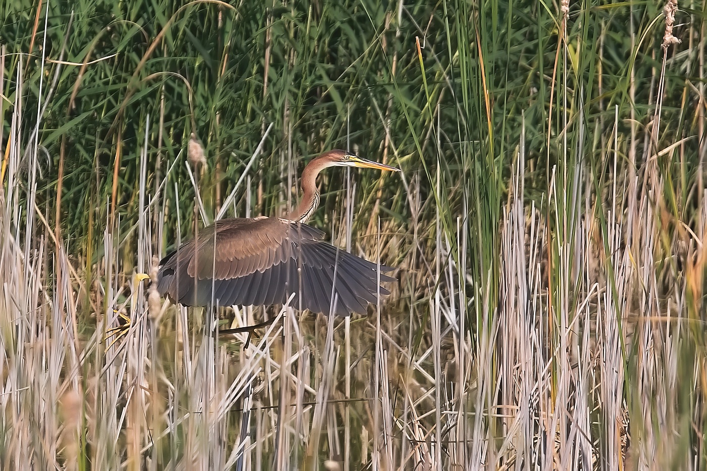 Volavka červená ( Ardea purpurea  )
