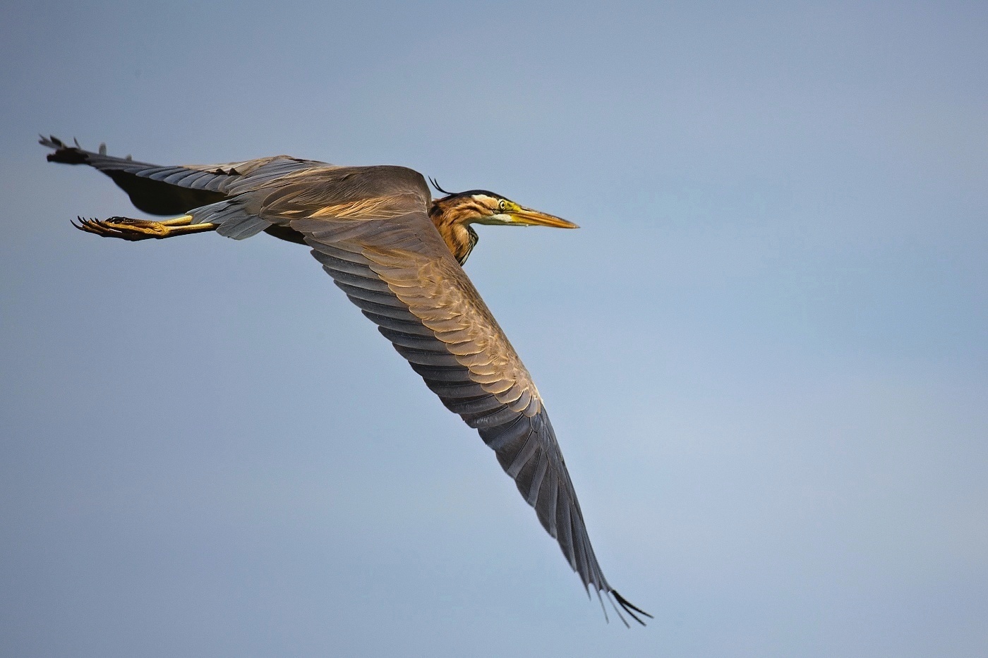 Volavka červená ( Ardea purpurea  )