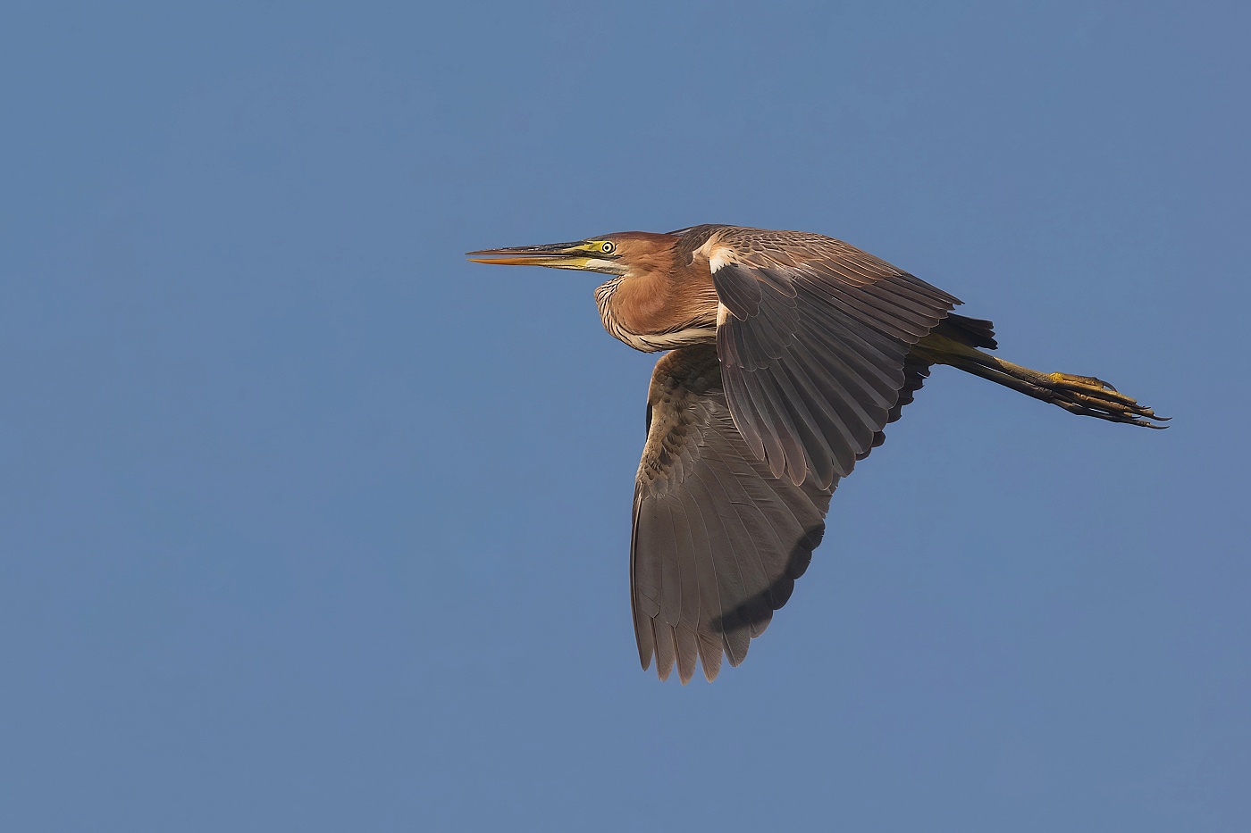 Volavka červená  ( Ardera purpurea )