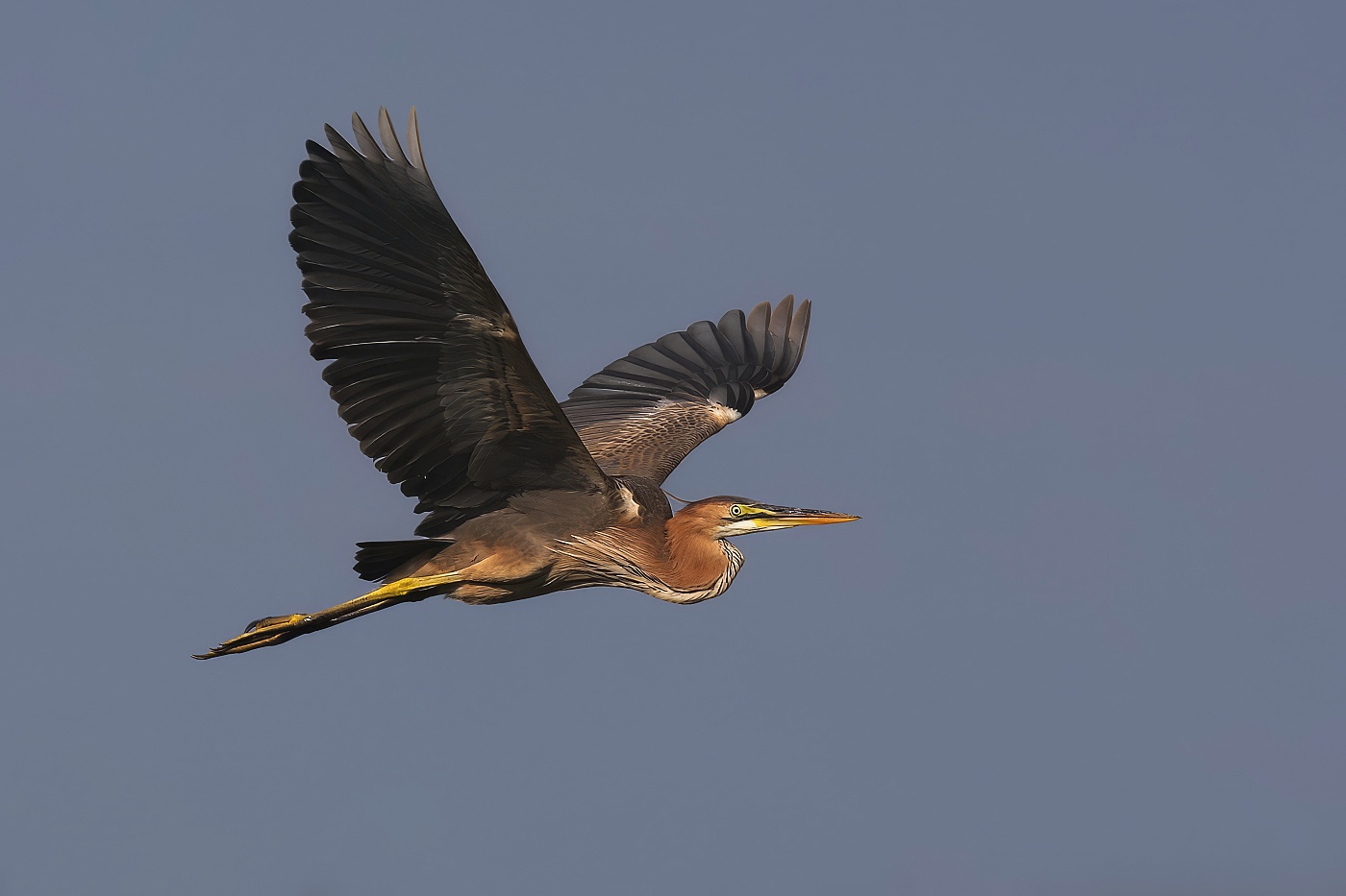 Volavka červená  ( Ardera purpurea )