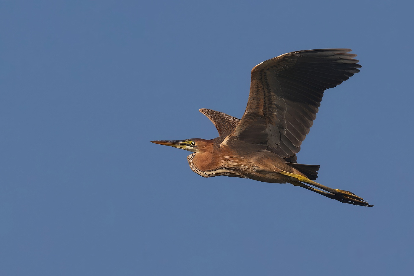 Volavka červená  ( Ardera purpurea )