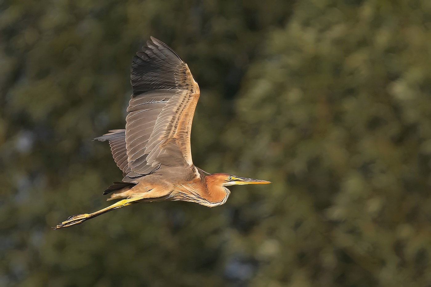 Volavka červená  ( Ardera purpurea )