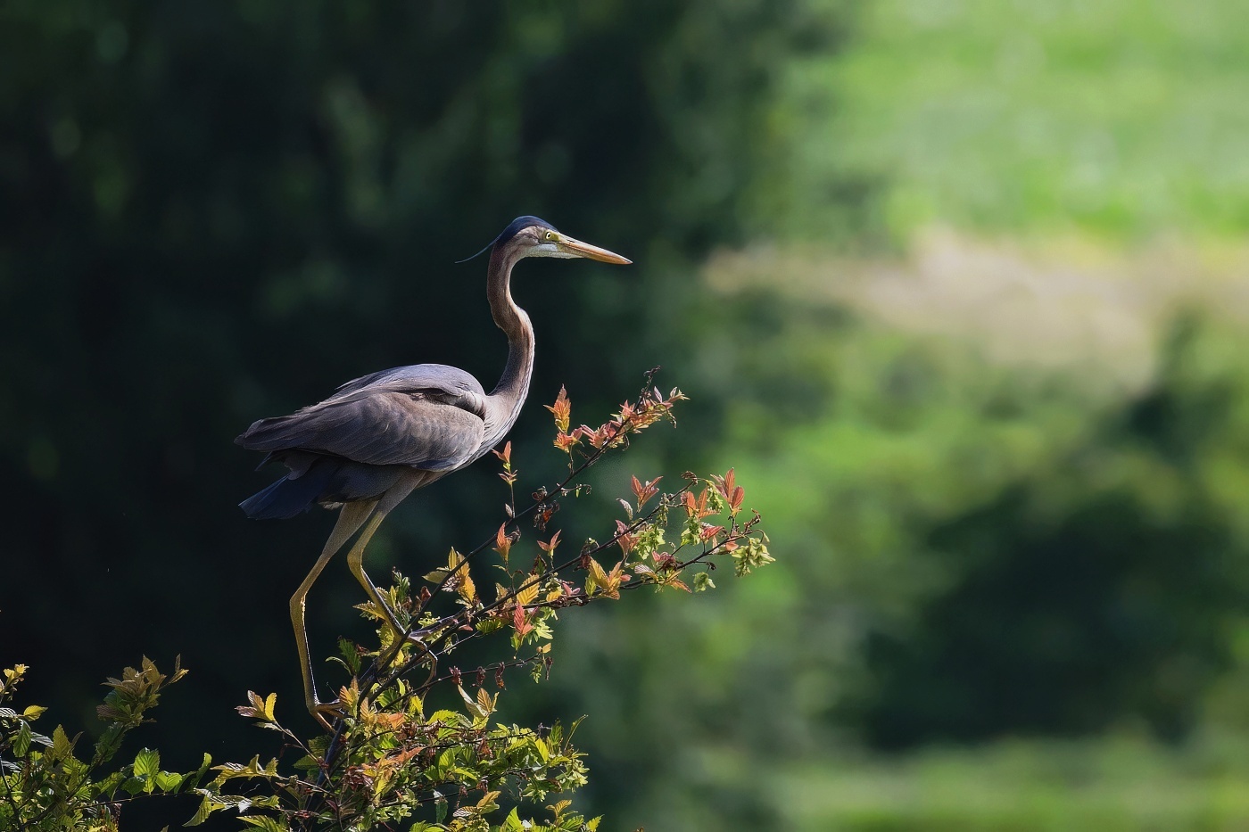 Volavka červená  ( Ardera purpurea )