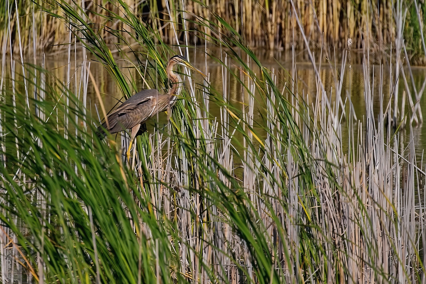 Volavka červená  ( Ardera purpurea )