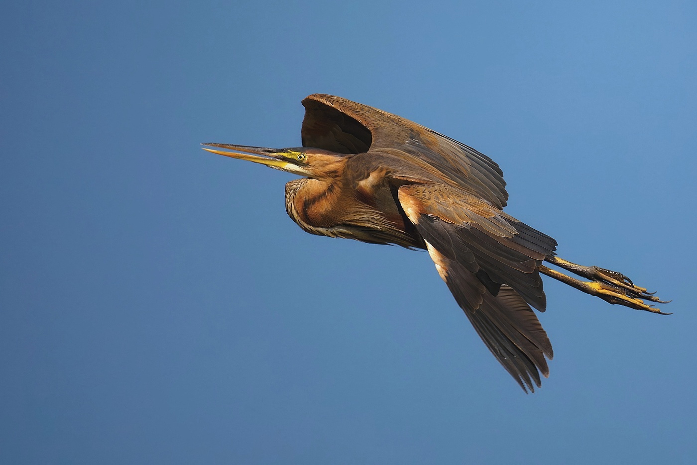 Volavka červená  ( Ardera purpurea )