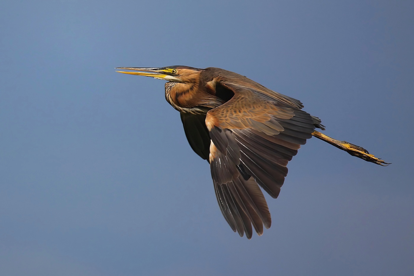 Volavka červená  ( Ardera purpurea )