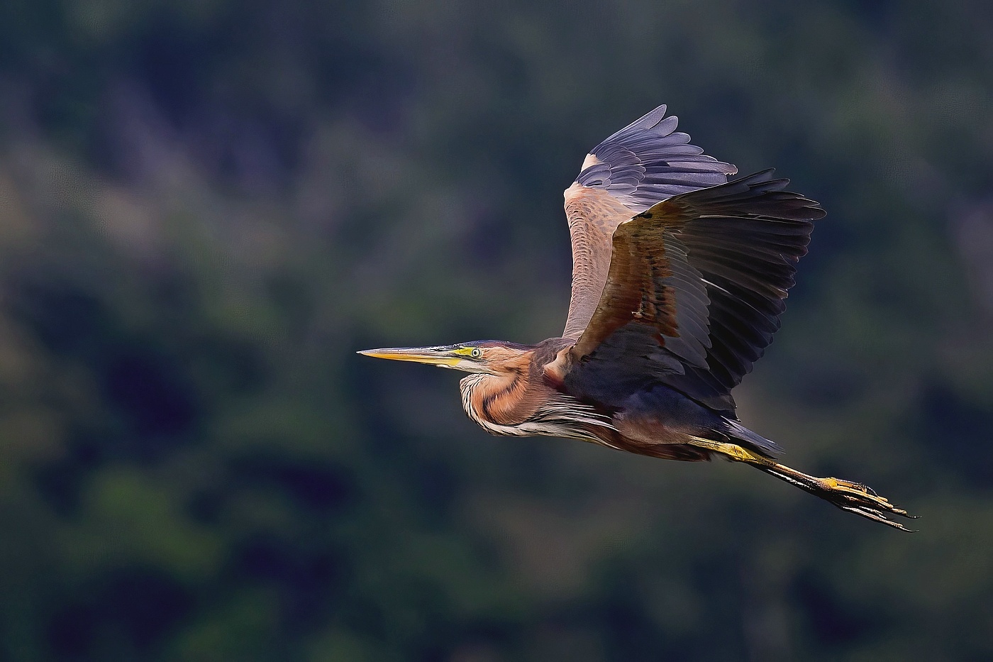 Volavka červená  ( Ardera purpurea )