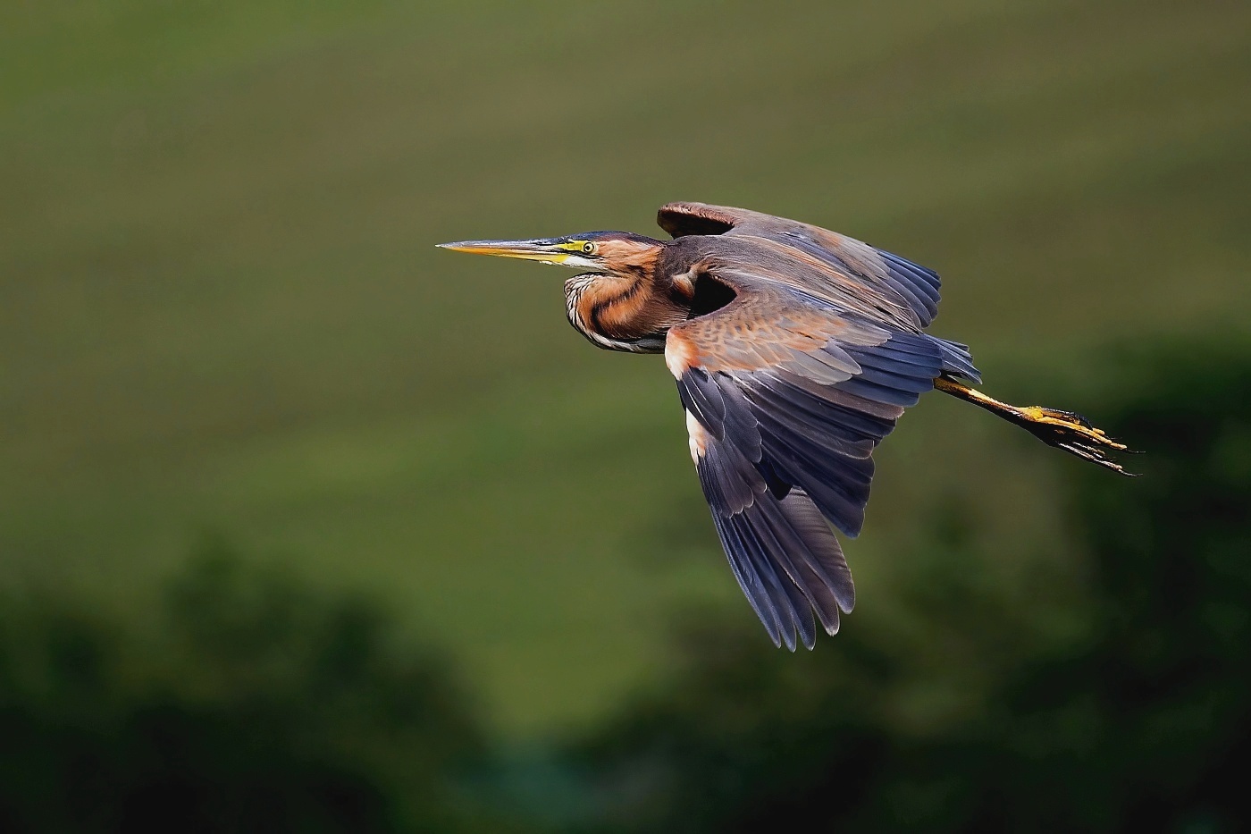 Volavka červená  ( Ardera purpurea )