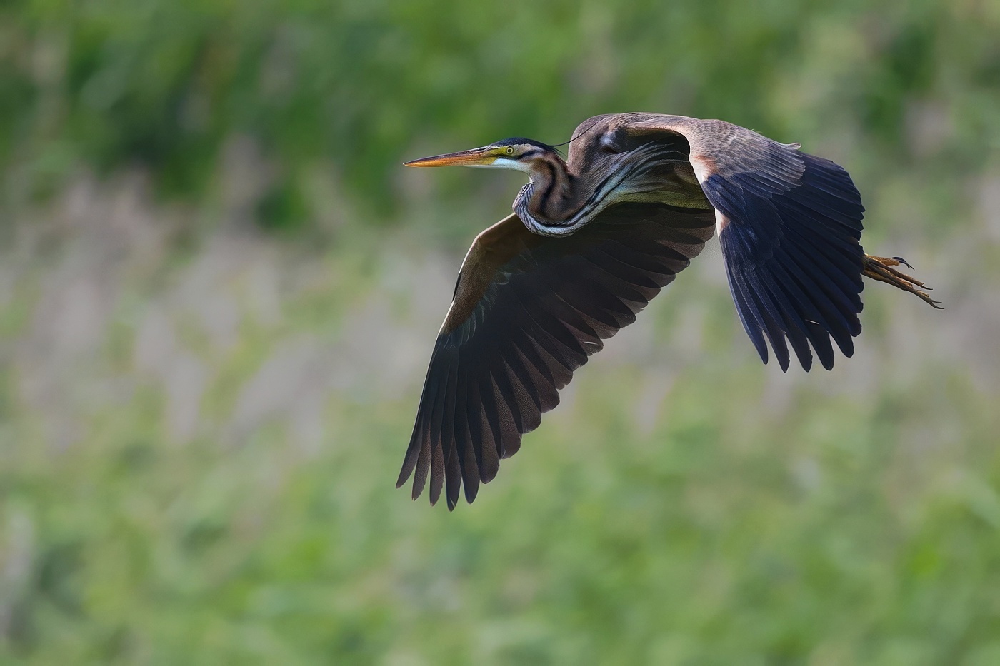 Volavka červená  ( Ardera purpurea )