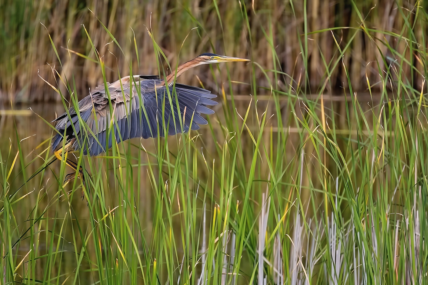 Volavka červená  ( Ardera purpurea )