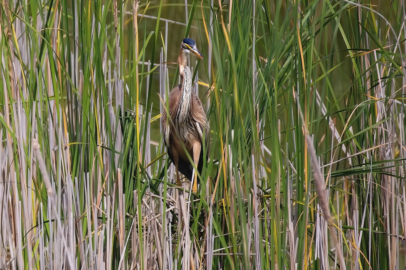 Volavka červená  ( Ardera purpurea )