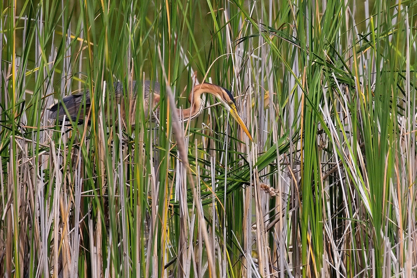 Volavka červená  ( Ardera purpurea )