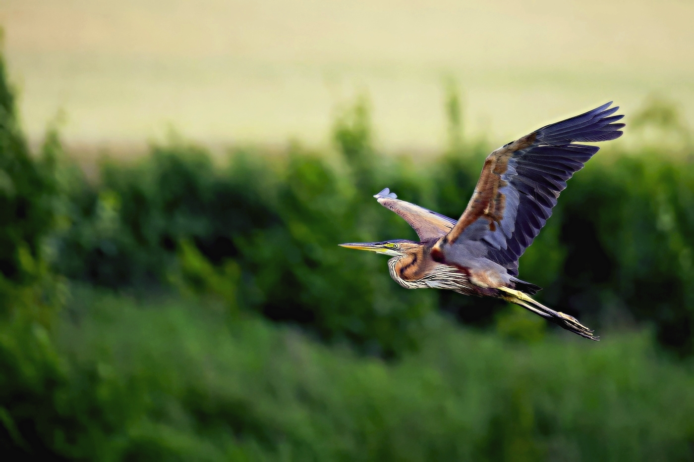 Volavka červená  ( Ardera purpurea )