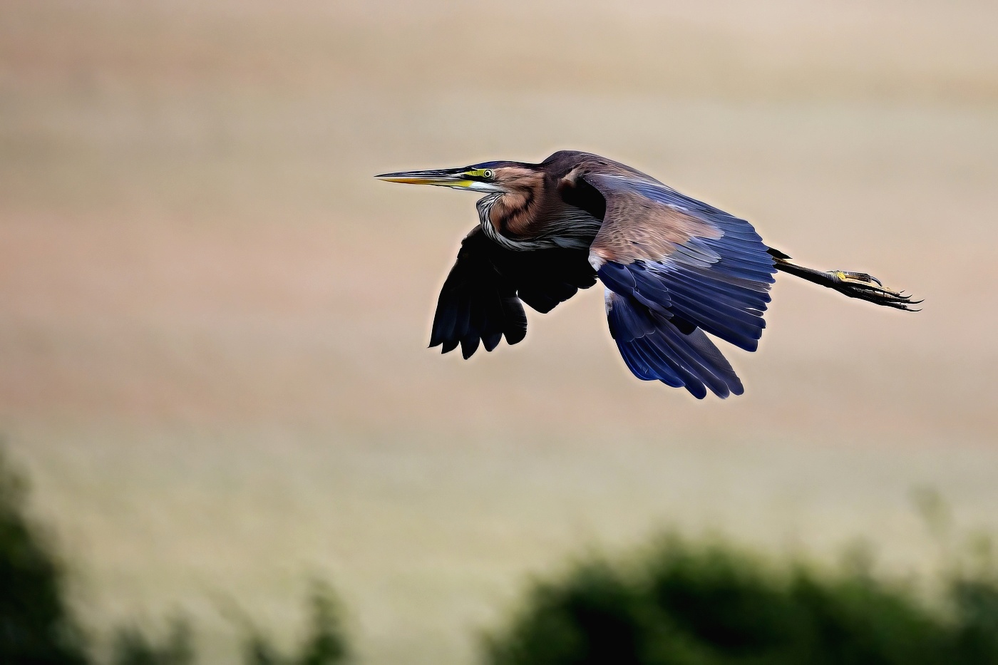 Volavka červená  ( Ardera purpurea )