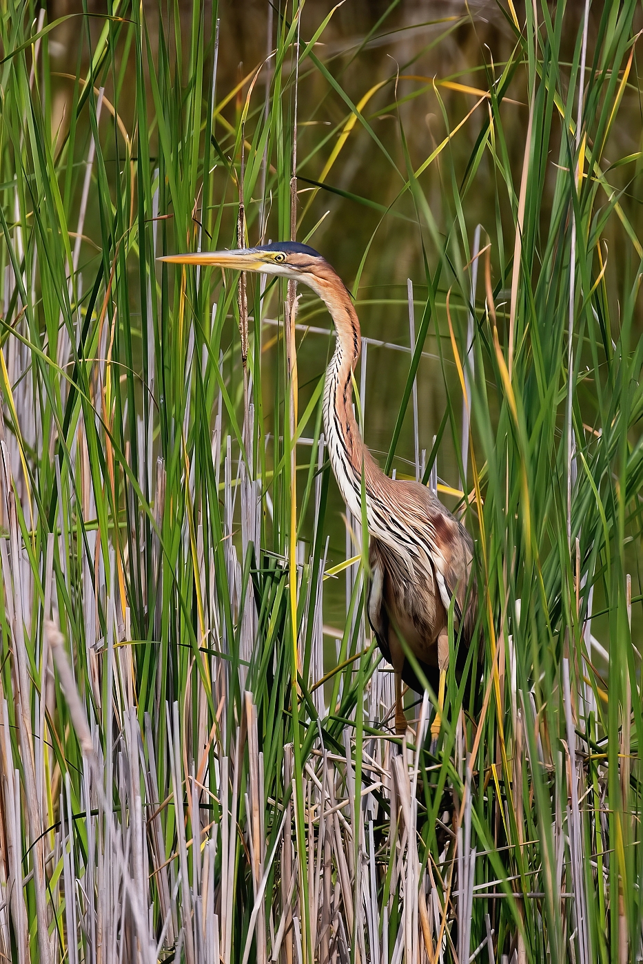 Volavka červená  ( Ardera purpurea )