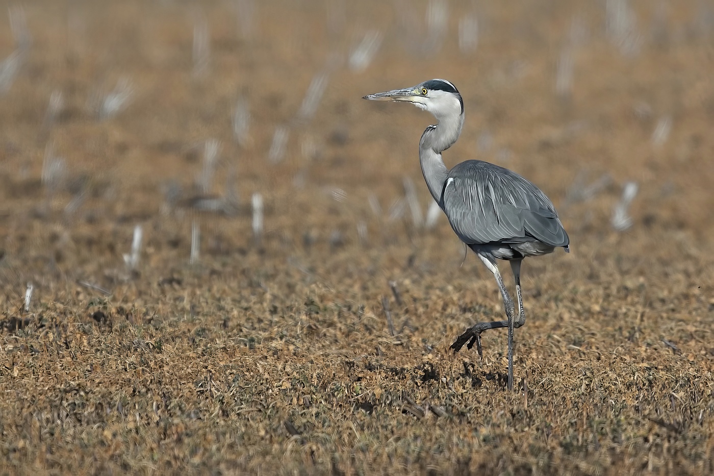 Volavka popelavá  ( Ardea cinerea )