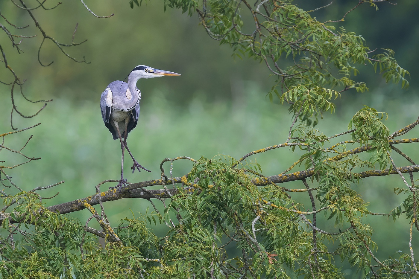 Volavka popelavá  ( Ardea cinerea )