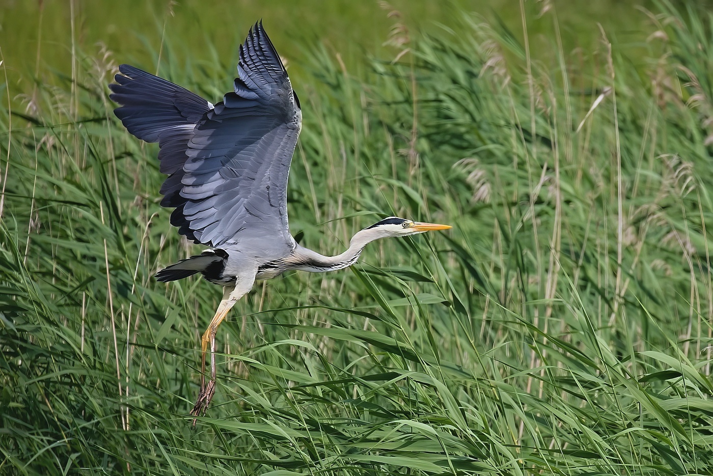 Volavka popelavá  ( Ardea cinerea )