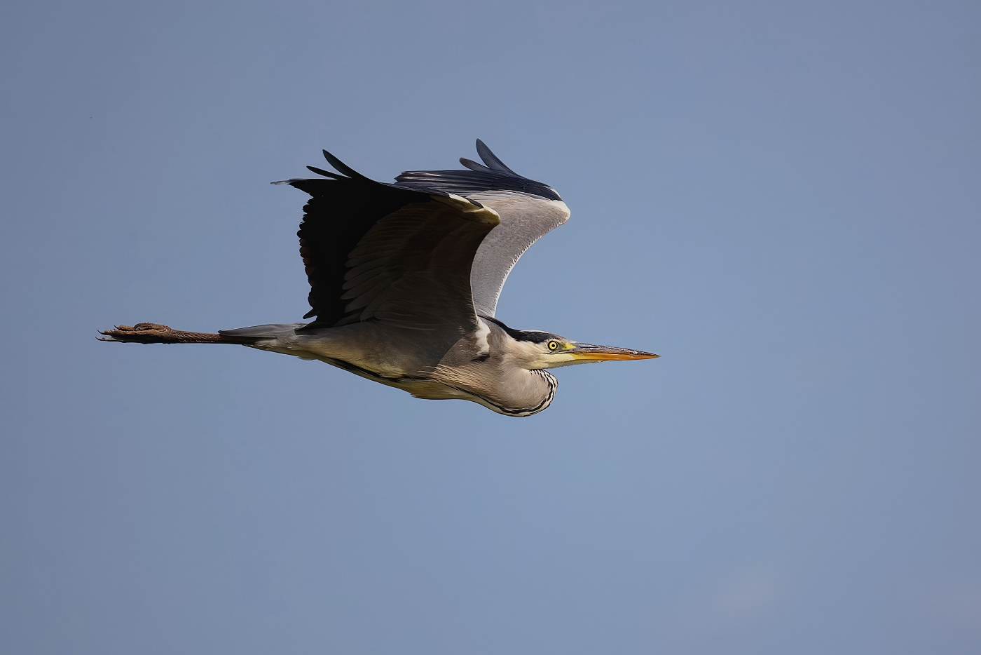 Volavka popelavá  ( Ardea cinerea )