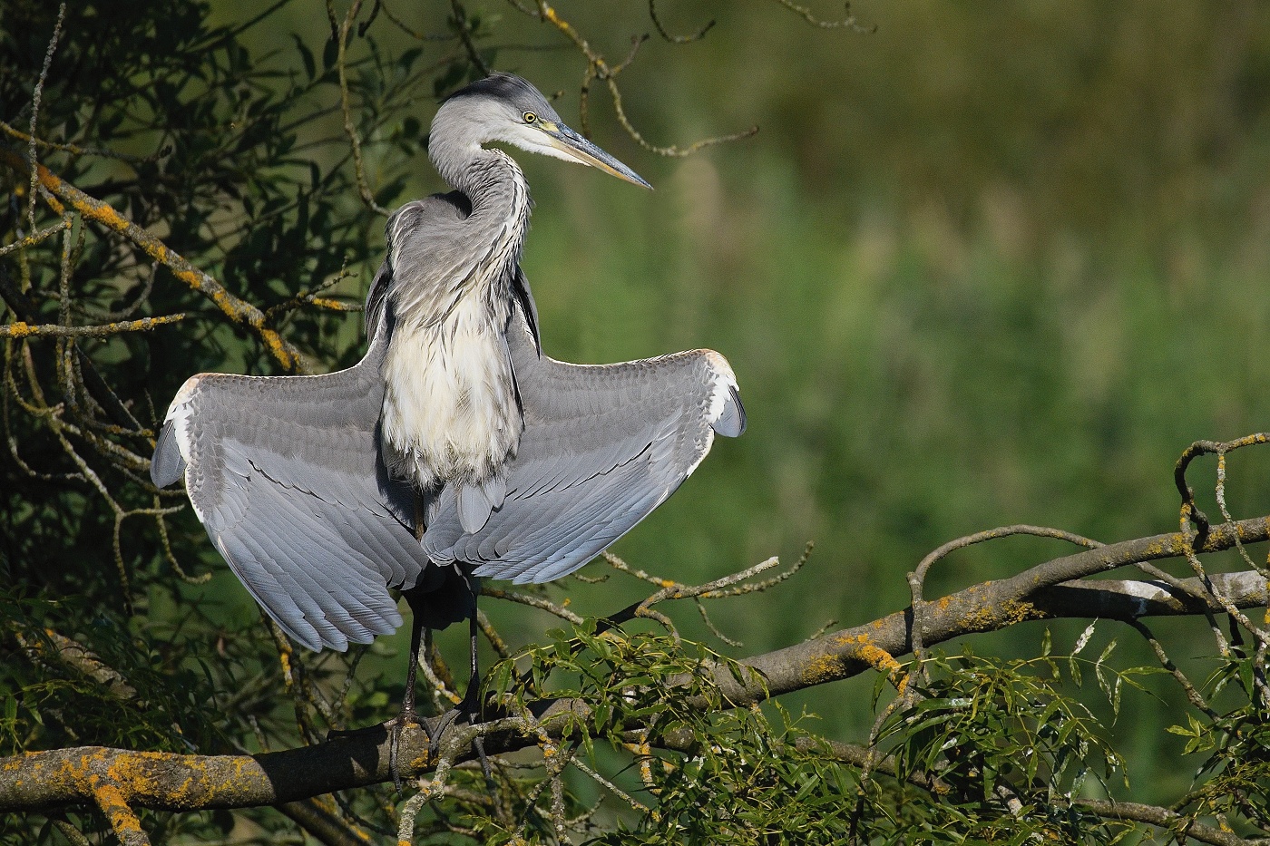 Volavka popelavá  ( Ardea cinerea )