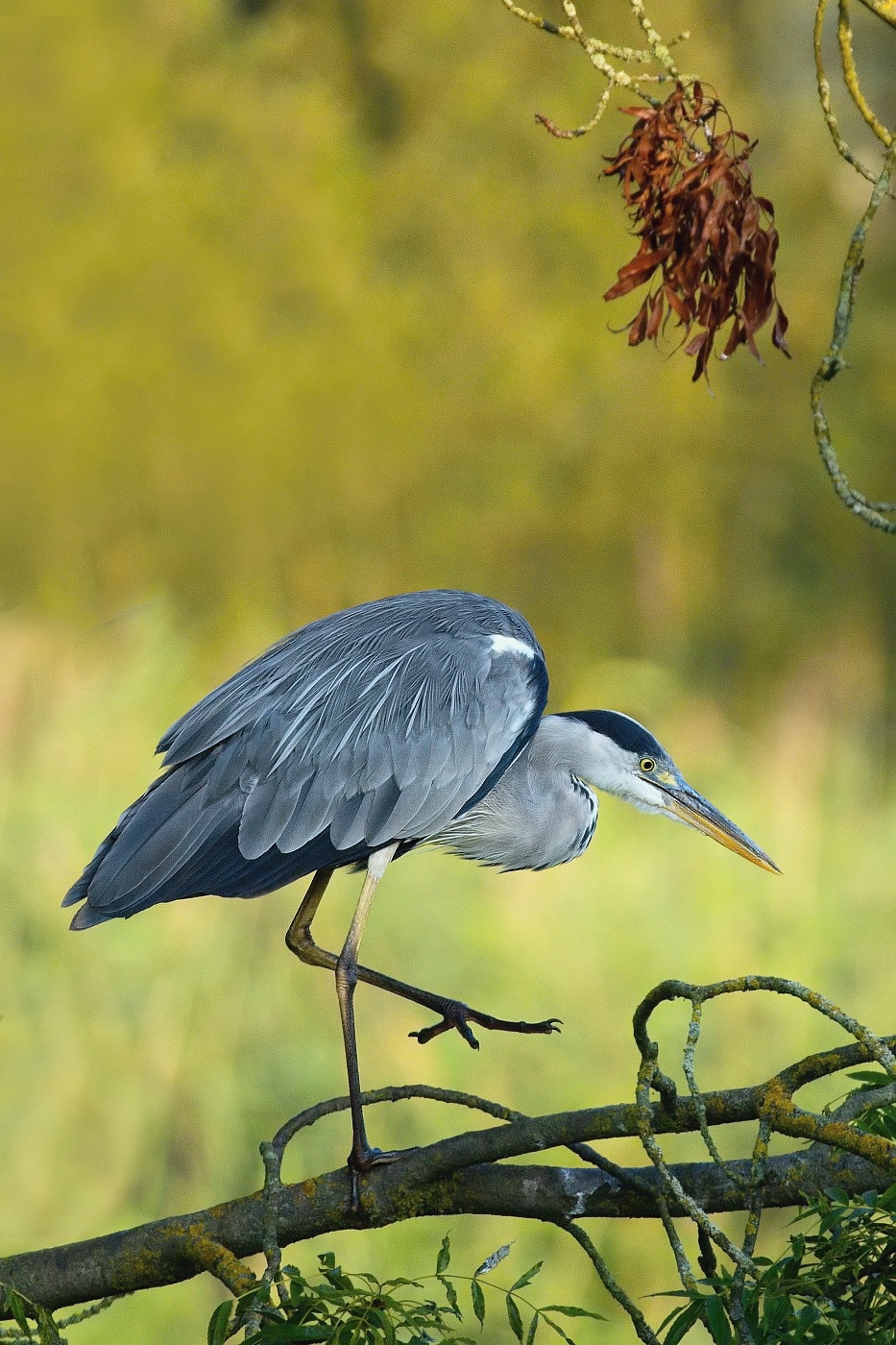 Volavka popelavá  ( Ardea cinerea )