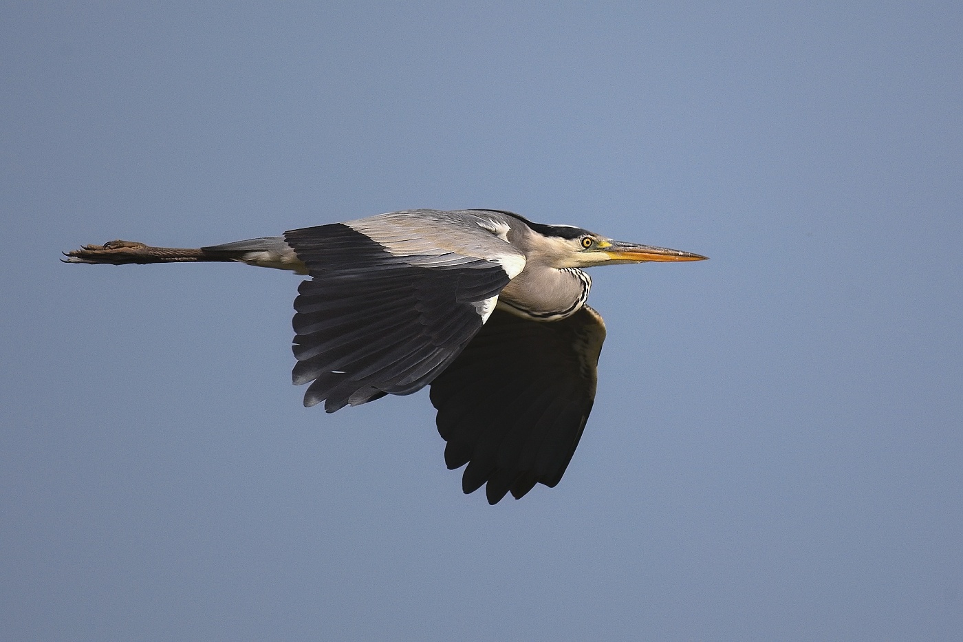 Volavka popelavá  ( Ardea cinerea )