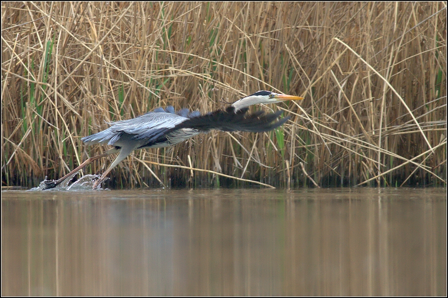 Volavka popelavá ( Ardea cinerea Linnaeus )
